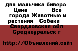 два мальчика бивера › Цена ­ 19 000 - Все города Животные и растения » Собаки   . Свердловская обл.,Среднеуральск г.